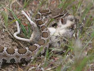 rattle snake.jpg