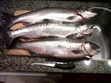 Limit_of_Silvers-20111005-00073.jpg