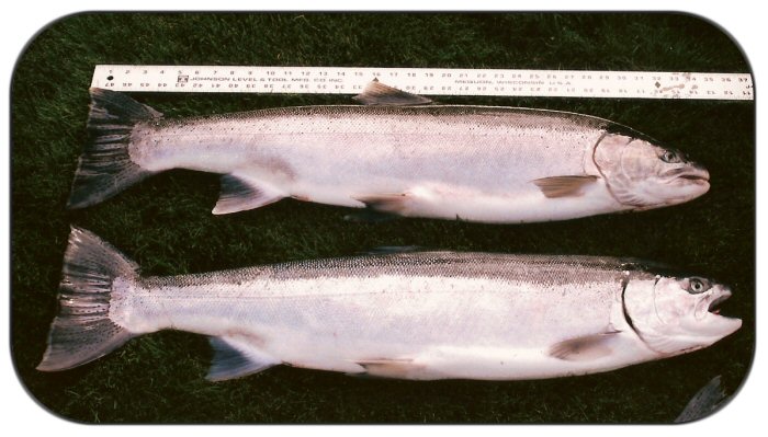 scan0010steelhead1.jpg