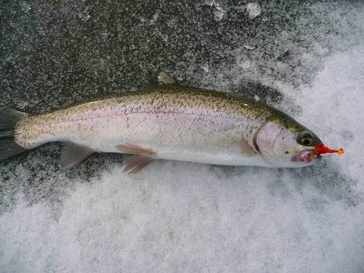 ice-fishing 12-26-11 004.JPG