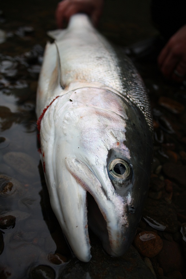 Dannys Dec 26th steelhead bb.jpg