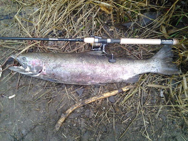 firsteversteelhead.jpg