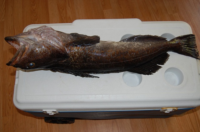 May 3rd lingcod 2013 002r.jpg