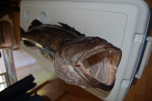 May 3rd lingcod 2013 004r.jpg