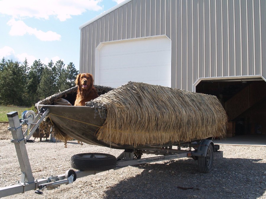 Pheasant_and_Boat_5-9-08_013.jpg