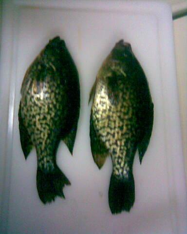 larson_lake_crappie_jpg.JPG