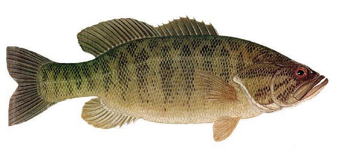 smallie.jpg