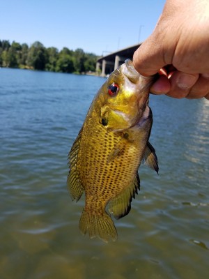 WaWa Rock Bass.jpg