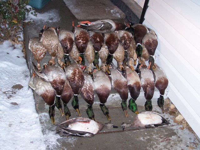 Camano_duck_hunting.jpg