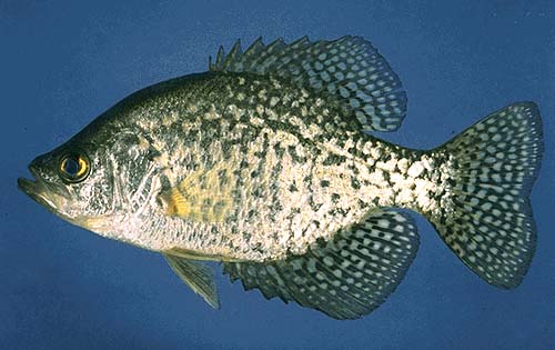 crappie.jpg