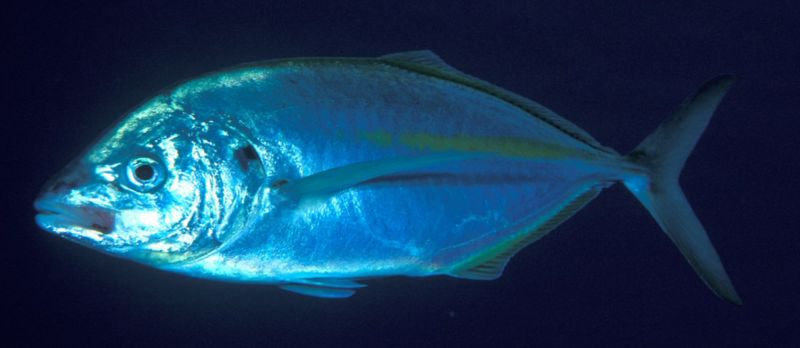 trevally.jpg