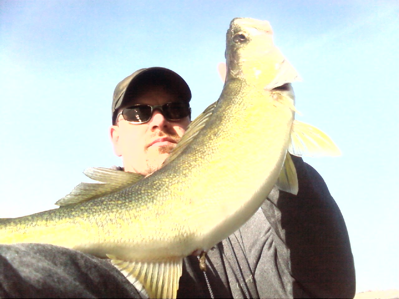 walleye1.jpg