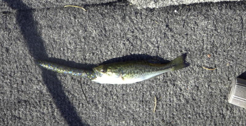 baby_Largemouth_with_Senko_cropped.jpg