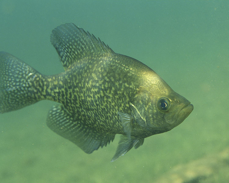 CRAPPIE.jpg