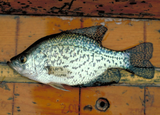 CRAPPIE3.JPG