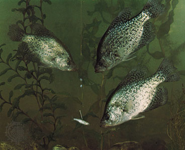 CRAPPIE4.jpg