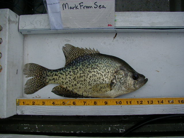 Red_Rock_13in_crappie.JPG