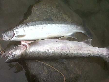 Skykomish-20110714-00020.JPG